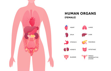Human body with internal organ anatomy. Vector flat healthcare illustration. Female closeup isolated on white background. Organs icon with text. Design for health care, science, biology