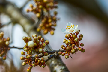Beautiful flowering flowers of some trees in spring