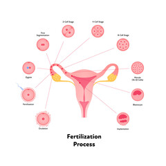 Early human development health care infographic. Vector flat medical illustration. Stages of egg fertilizacion process from ovulation to implantation in uterus isolated on white background. - obrazy, fototapety, plakaty