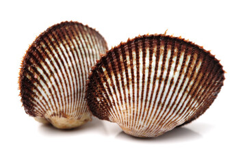 scapharca subcrenata on white background.