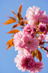 Beautiful flowering flowers of some trees in spring