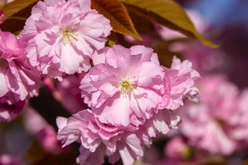 Beautiful flowering flowers of some trees in spring