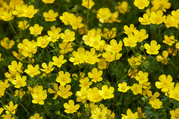 Obraz premium image with wild flowering plant in natural environment