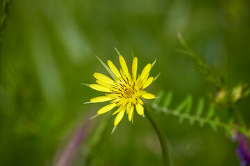image with wild flowering plant in natural environment