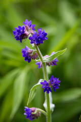 Fototapeta premium image with wild flowering plant in natural environment