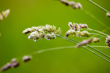 image with wild flowering plant in natural environment