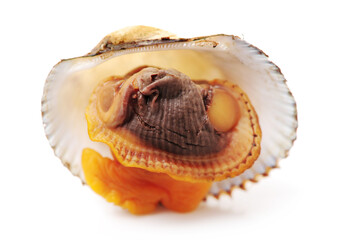 scapharca subcrenata on white background.