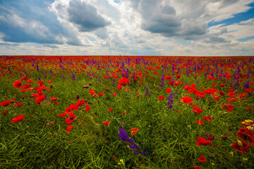 Field of poppies. Red poppies bloom in a wild field in sunny weather. Beautiful field red poppies among green grass with selective focus.
