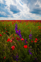 Field of poppies. Red poppies bloom in a wild field in sunny weather. Beautiful field red poppies among green grass with selective focus.
