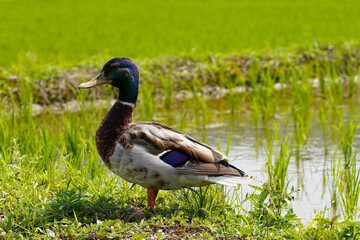 Daikakuji Temple in Kyoto.