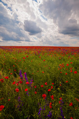 Field of poppies. Red poppies bloom in a wild field in sunny weather. Beautiful field red poppies among green grass with selective focus.