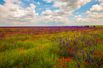 Field of poppies. Red poppies bloom in a wild field in sunny weather. Beautiful field red poppies among green grass with selective focus.