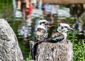 Two Blue Winged Kookaburra (Dacelo leachii) sitting on a tree stump, selective focus. Australian kingfishers close-up at the zoo. Exotic birds with a strong beak and blue feathers.