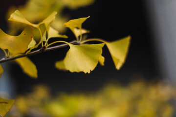 yellow flower, Ginko, flower, yellow, nature, spring, plant, flowers, garden, flora, tree, green, summer, beauty, blossom, leaf, bloom, autumn, macro, daffodils, daffodil, leaves, forsythia, blue, fal