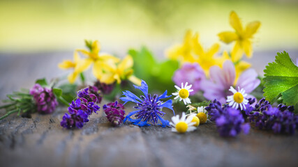Verschiedene bunte Heilkräuter, Arzneipflanzen und Wildkräuter auf einem Holzbrett in der grünen...