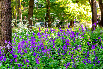 glade of Campanula in the forest © Roman Ramenskiy