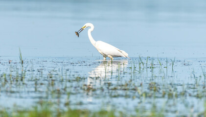 Great White Egret at a Wetland Lake in Latvia Eating Fish