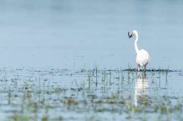 Great White Egret at a Wetland Lake in Latvia Eating Fish