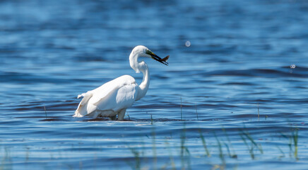 Great White Egret at a Wetland Lake in Latvia Eating Fish