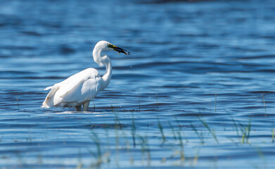 Great White Egret at a Wetland Lake in Latvia Eating Fish