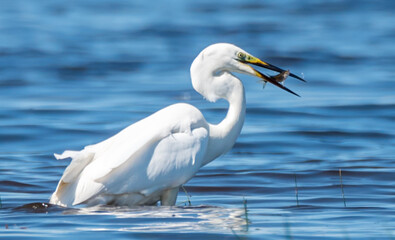 Great White Egret at a Wetland Lake in Latvia Eating Fish