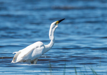 Great White Egret at a Wetland Lake in Latvia Eating Fish