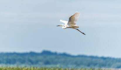 Great White Egret Flying over a Wetland Lake in Latvia