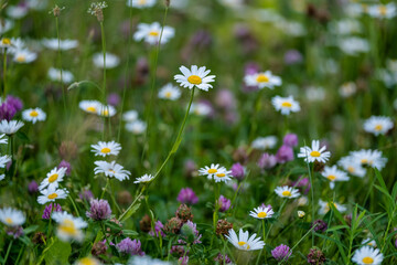 daisies in a field