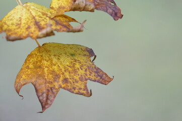 イタヤカエデの紅葉