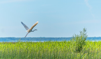 Great White Egret Flying over a Wetland Lake in Latvia