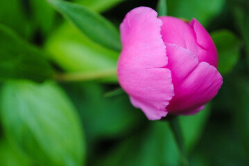 Blooming bud of pink peony close-up.