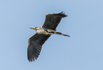 Grey Heron Flying Over a Wetland Lake in Latvia