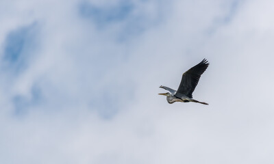 Obraz premium Grey Heron Flying Over a Wetland Lake in Latvia