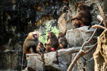 A group of baboons resting and socializing in a corner