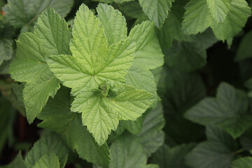 Green leaves on currant branches.