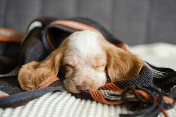 Russian spaniel red and white merle puppy dog sleep and lie under striped scarf