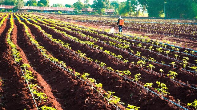 farmers was spraying pesticides in the cassava fields in the morning at rural Thailand.
