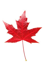 red maple leaf isolated on white