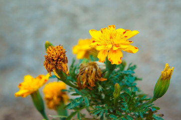 Yellow street flowers at blurred background on sunny summer day. Flowering period concept.