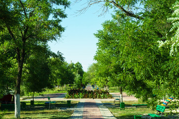 Empty park in summer time. Alley surrounded by green trees and bushes.