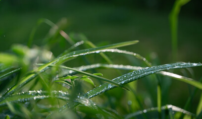 Rain drops on green grass in summer forest close-up