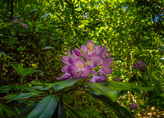 Fleur de Rhododendron / Flower of Rhododendron