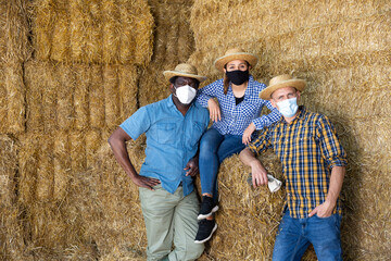 Naklejka na ściany i meble Portrait of woman and two men on straw stack, multiracial group of farmers in face masks for disease protection resting after work at farm