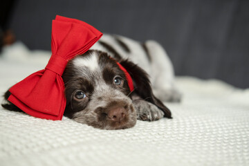 brown Russian spaniel puppy dog lying on couch with red heart bow on head. Valentine day.
