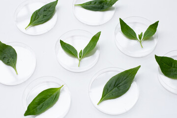 Kariyat or andrographis paniculata green leaves in petri dishes on white