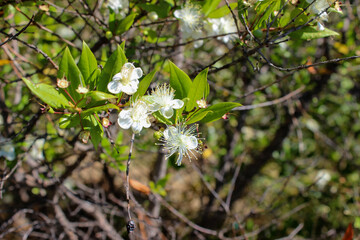 Quattro fiori di mirto