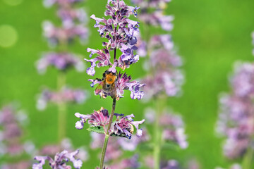 Ackerhummel auf blühender Katzenminze.