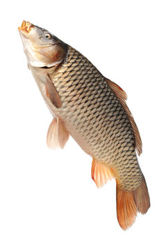 Raw fish carp on white background