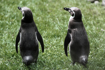 Penguins in the zoo walking on grass