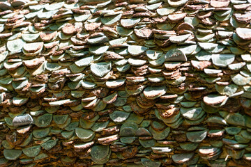 Close up with the money tree at Ingleton Waterfalls Trail